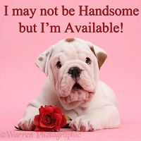 Bulldog puppy I may not be Handsome but I'm Available