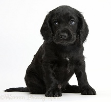 Black Cocker Spaniel puppy sitting looking to the side