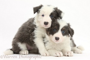 Two blue-and-white Border Collie pups
