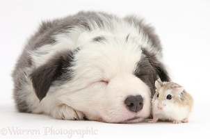 Cute sleepy Border Collie puppy and Roborovski Hamster