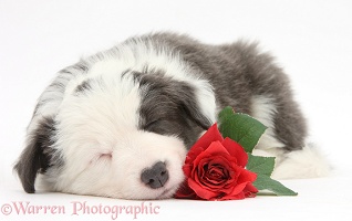 Cute sleepy Border Collie puppy with red rose