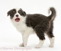 Blue-and-white Border Collie pup, barking