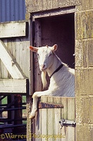 British Sannan nanny goat, leaning over stable door