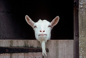 British Sannan nanny goat, leaning over stable door