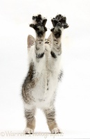 Tabby-and-white kitten reaching up with outstretched paws