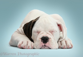 Mostly white Boxer puppy sleeping on blue background