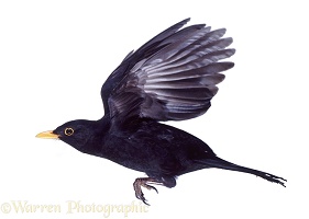 Male blackbird in flight