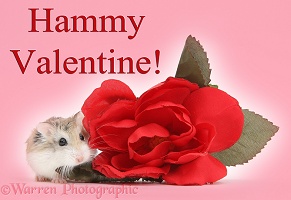 Hammy Valentine - Roborovski Hamster and rose