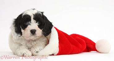 Cute Cavapoo puppy in a Santa hat