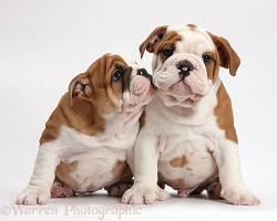 Two bulldog puppies nuzzling