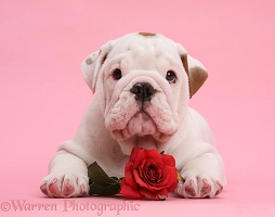 Bulldog puppy and red rose on pink background