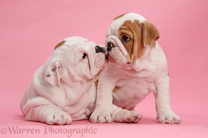 Bulldog puppies kissing on pink background