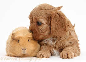 Cute red Cavapoo puppy with a Guinea pig