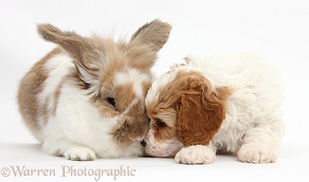 Cute Cavapoo puppy with rabbit