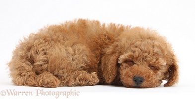 Two cute sleepy red Toy Poodle puppy