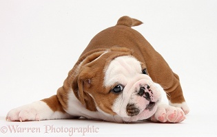 Cute playful bulldog pup