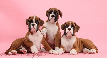Three Boxer puppies, 8 weeks old, on pink background