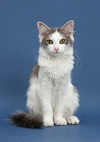 Grey-and-white cat on blue background