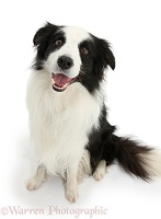 Black-and-white Border Collie dog
