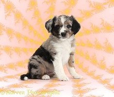 Merle Mini American Shepherd Mandelbrot puppy