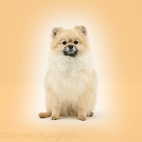 Pomeranian dog on orange background