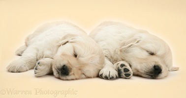 Two cute sleepy Golden Retriever pups