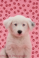 Mostly white Border Collie pup, pink pawprint background