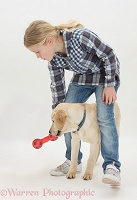 Yellow Labrador Retriever pup training figure 8