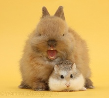 Roborovski Hamster with baby bunny yawning