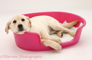 Yellow Labrador pup lying in a plastic dog bed