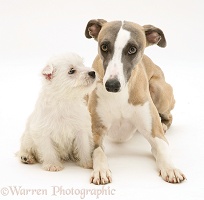 Whippet and cute Westie puppy