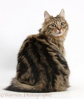 Tabby Maine Coon cat