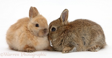 Baby Netherland Dwarf bunnies
