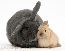 Blue lop rabbit and baby Netherland Dwarf bunny