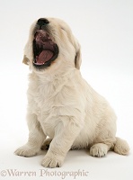 Golden Retriever pup, 4 weeks old, sitting and yawning