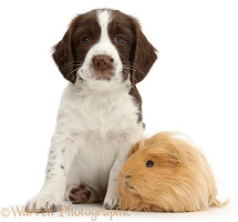 Working English Springer Spaniel puppy and Guinea pig