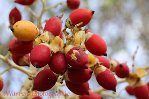 Royal Palm (Roystonea regia) fruit