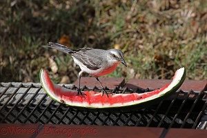 Tropical Mockingbird feeding on water melon