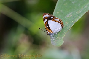 White Sailor butterfly