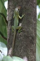 Adult Anolis lizard in rain forest