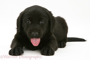 Black Retriever pup