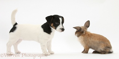 Jack Russell Terrier pup with a rabbit