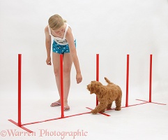 Girl teaching puppy agility weaving