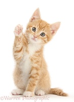 Ginger kitten with raised paw