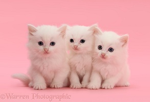 Three white kittens on pink background