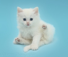 White kitten lounging on blue background