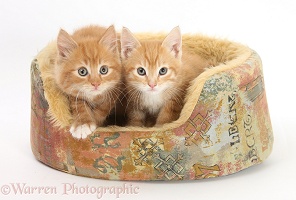 Ginger kittens in a soft cat bed