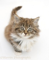 Maine Coon kitten, 7 weeks old, sitting looking up