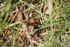 Bee Fly mating pair