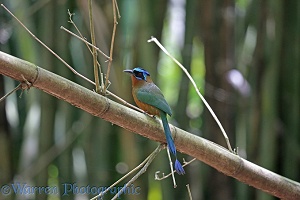 Blue crowned motmot on bamboo